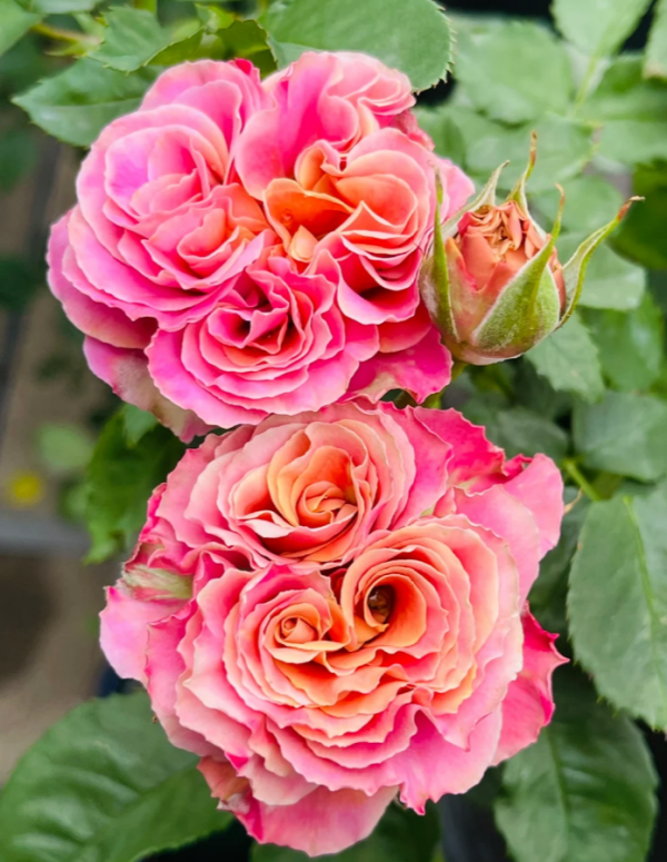 Shanghai Girl Rose for sale丨Your roses