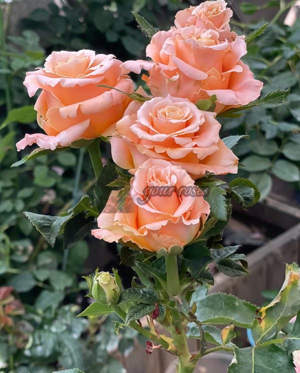 Shimmer Rose丨Your roses