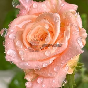 Shimmer Rose plant丨Your roses