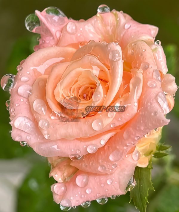 Shimmer Rose plant丨Your roses