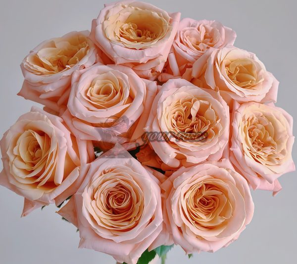 Shimmer Rose丨Your roses