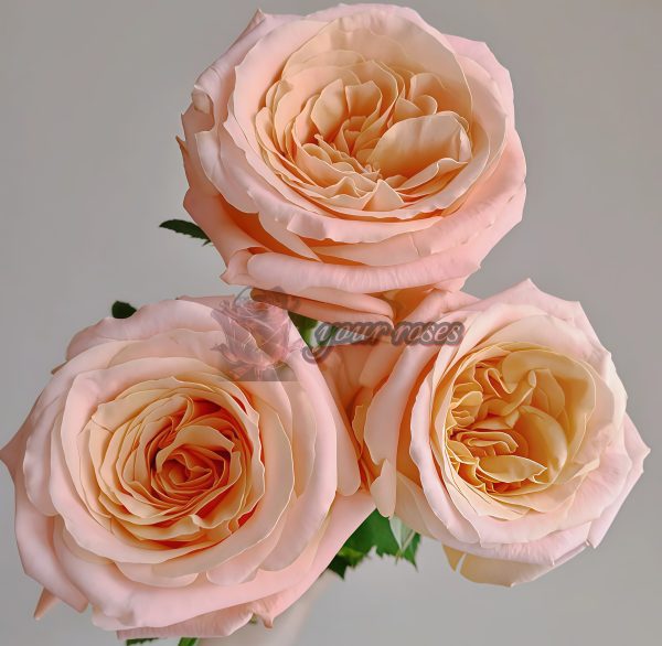 Shimmer Rose for sale丨Your roses