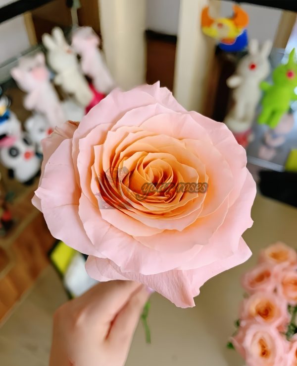 Shimmer Rose丨Your roses