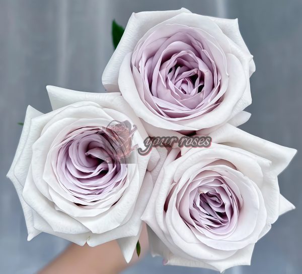 Silver Lining Rose for sale丨Your roses