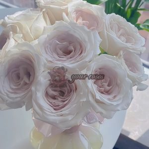 Silver Lining Rose丨Your roses