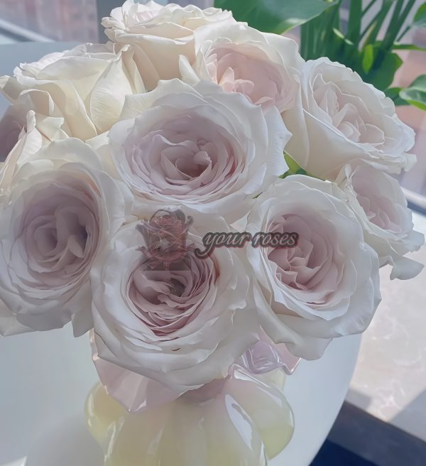 Silver Lining Rose丨Your roses