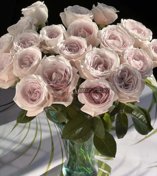 Silver Lining Rose plant丨Your roses