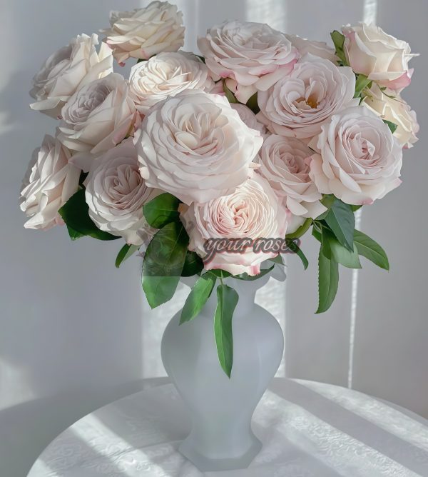 Silver Lining Rose丨Your roses