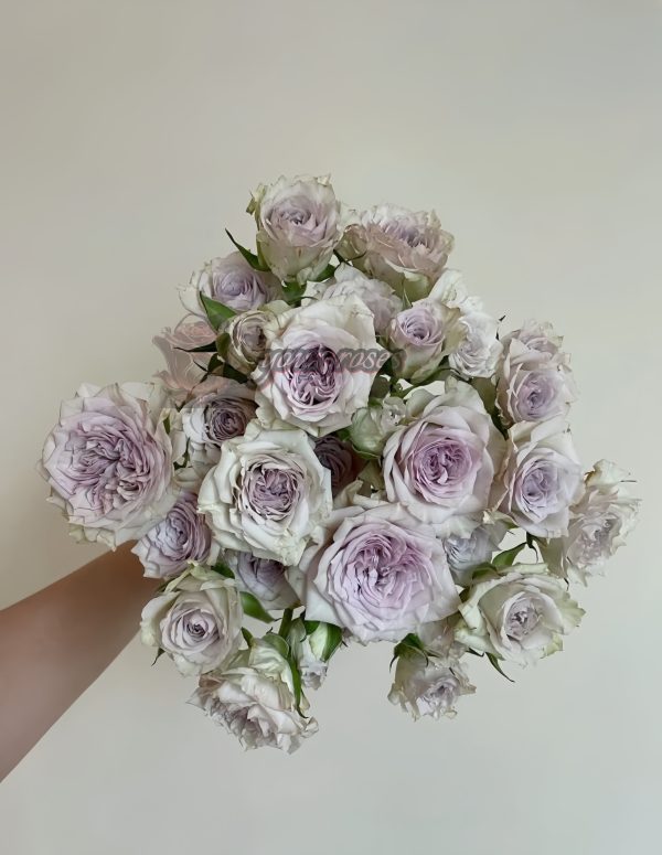 Silver rain Rose for sale丨Your roses