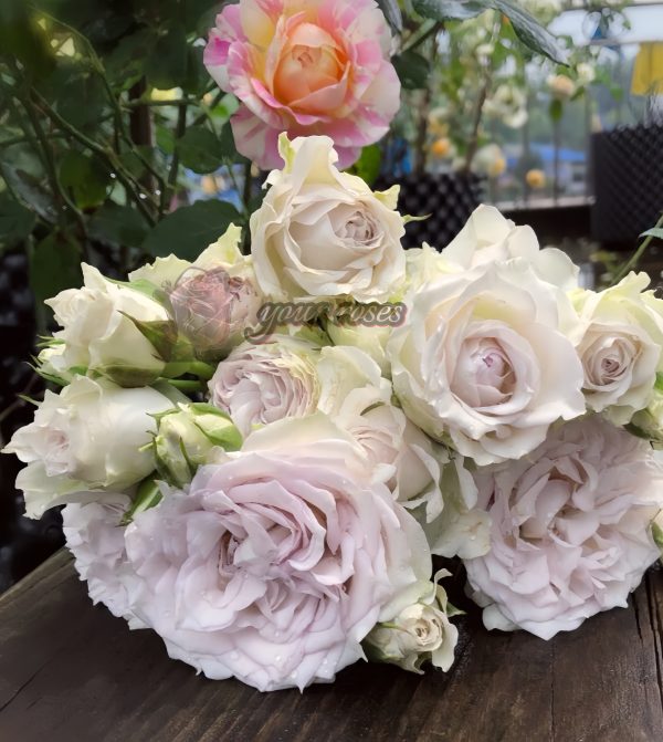 Silver rain Rose丨Your roses