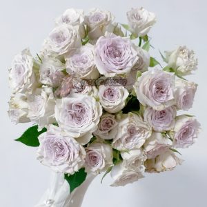 Silver rain Rose plant丨Your roses