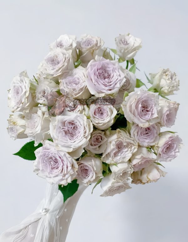 Silver rain Rose plant丨Your roses