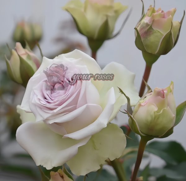 Silver rain Rose丨Your roses