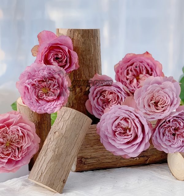 Solfa Rose 丨Your roses