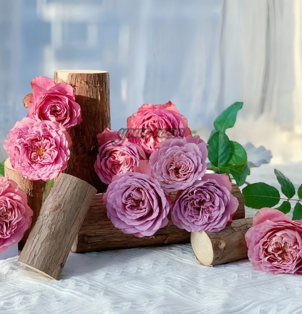 Solfa Rose plant丨Your roses