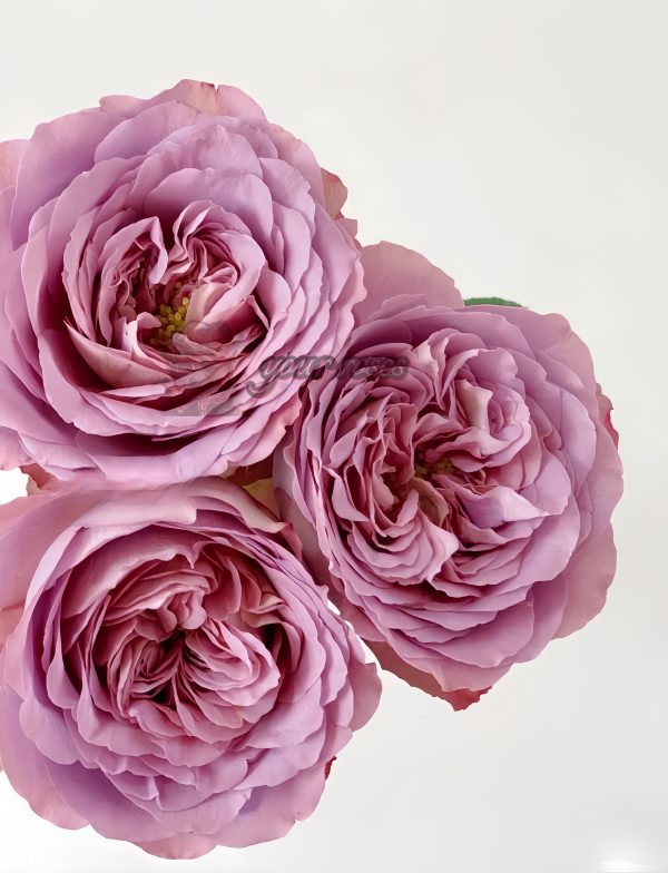 Solfa Rose 丨Your roses