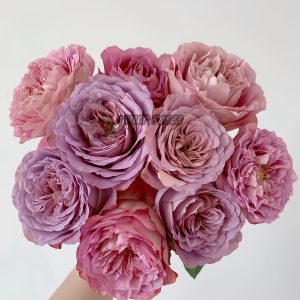 Solfa Rose 丨Your roses