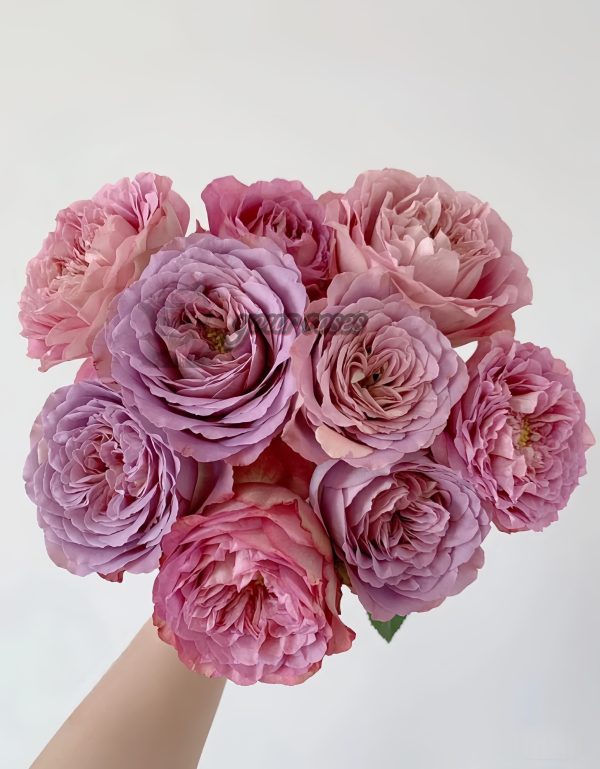 Solfa Rose 丨Your roses