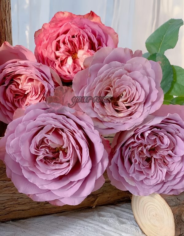 Solfa Rose for sale丨Your roses