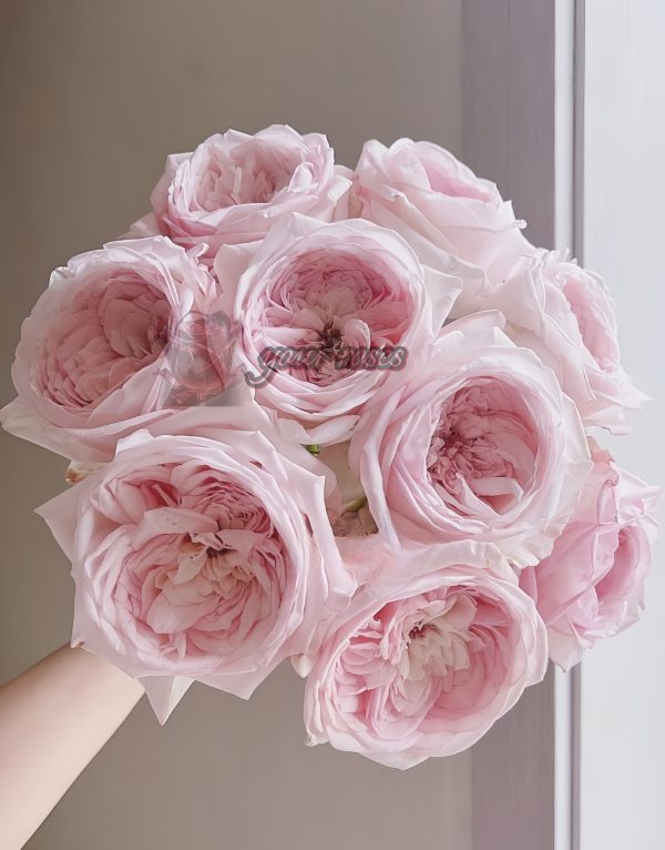 Special Bride Rose丨Your roses