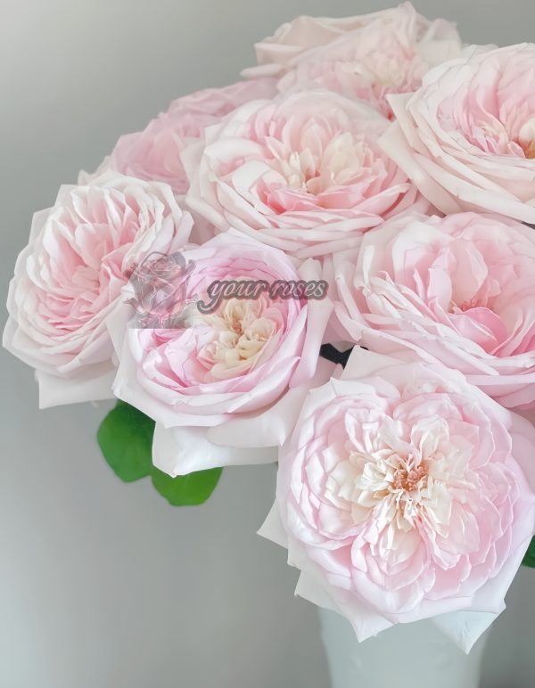 Special Bride Rose for sale丨Your roses
