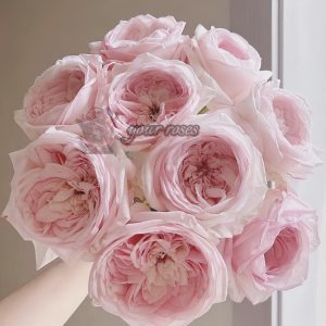 Special Bride Rose丨Your roses