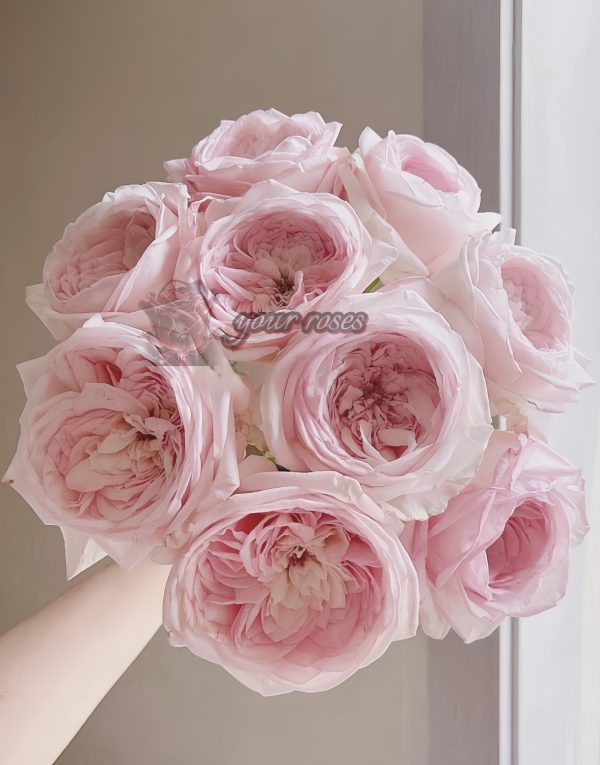 Special Bride Rose丨Your roses