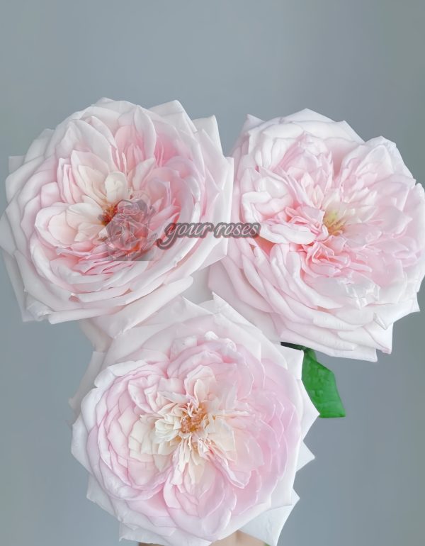 Special Bride Rose丨Your roses