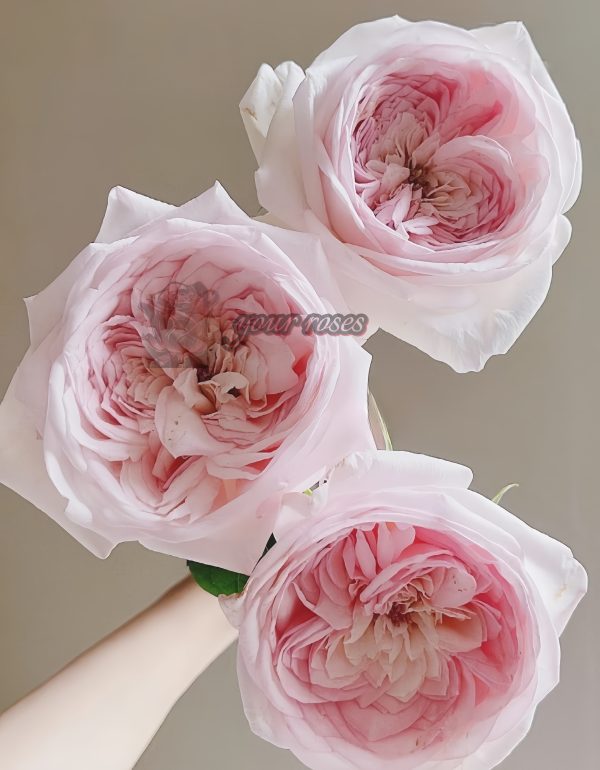 Special Bride Rose plant丨Your roses