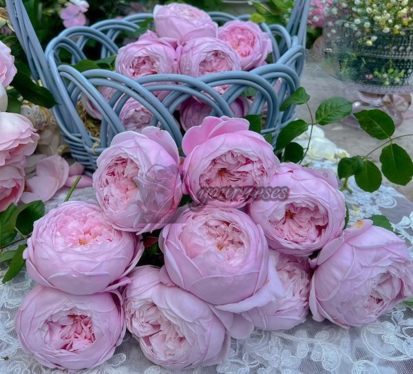 Spirit of Freedom Rose AUSbite Rose for sale丨Your roses