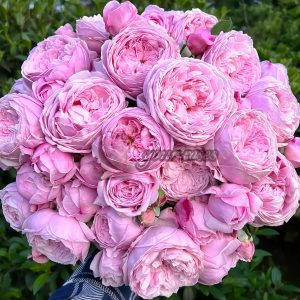 Spirit of Freedom Rose AUSbite Rose plant丨Your roses