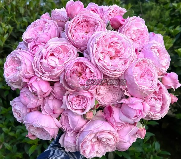 Spirit of Freedom Rose AUSbite Rose plant丨Your roses