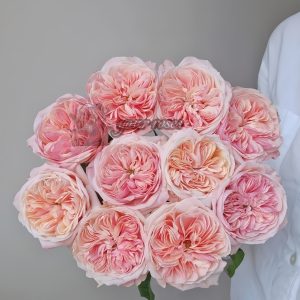 Spring confession Rose plant丨Your roses