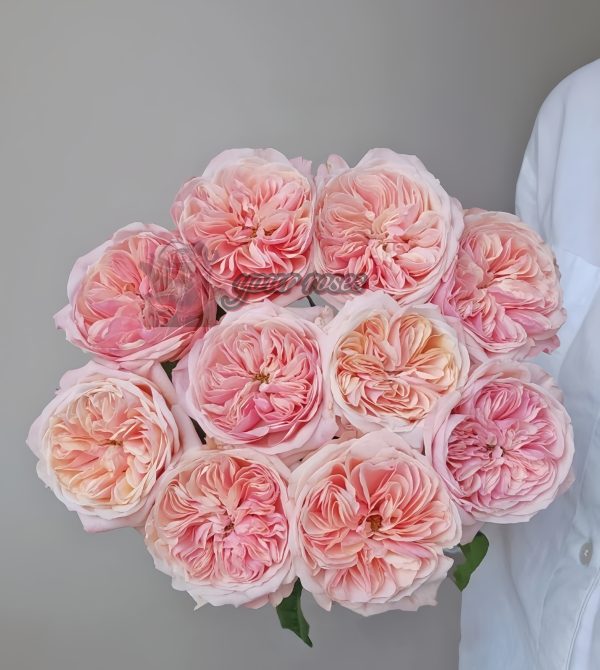Spring confession Rose plant丨Your roses