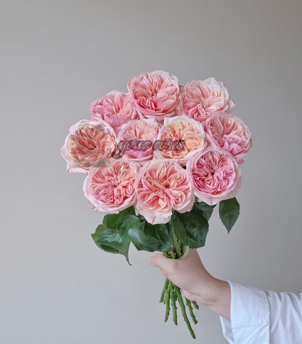 Spring confession Rose丨Your roses