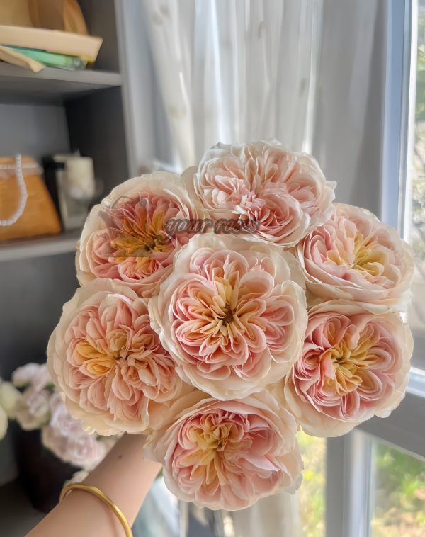 Spring confession Rose for sale丨Your roses