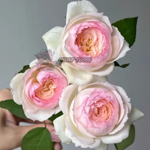 Stephanie Baronlin Rose丨Your roses