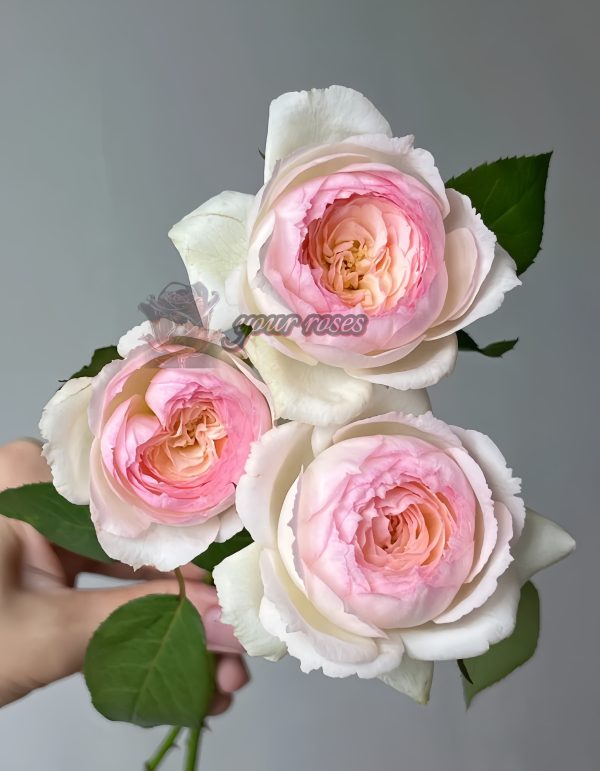 Stephanie Baronlin Rose丨Your roses