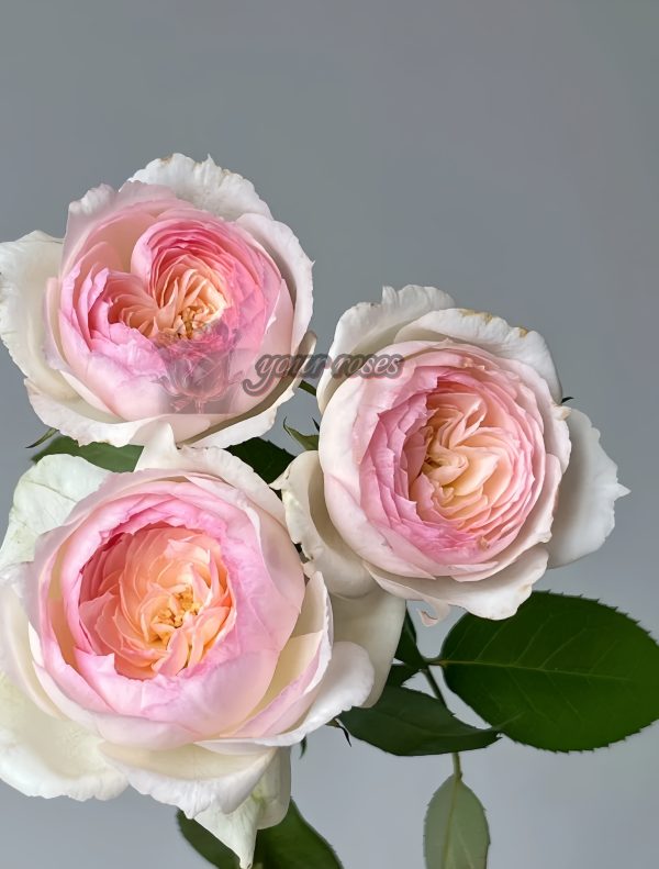 Stephanie Baronlin Rose for sale丨Your roses