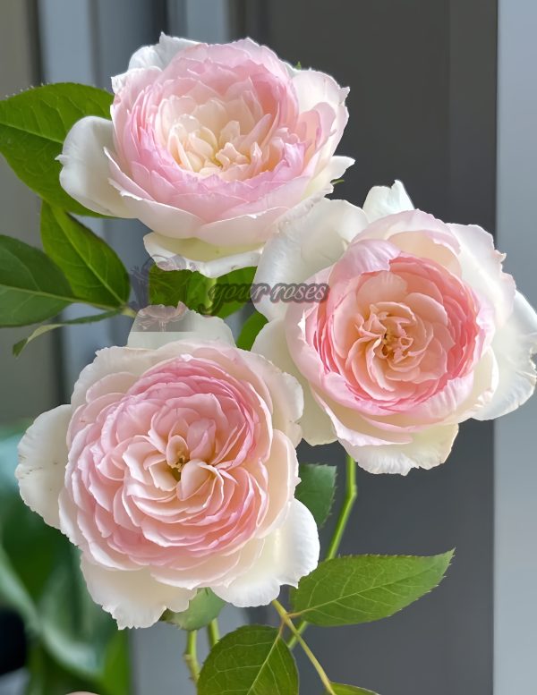 Stephanie Baronlin Rose丨Your roses