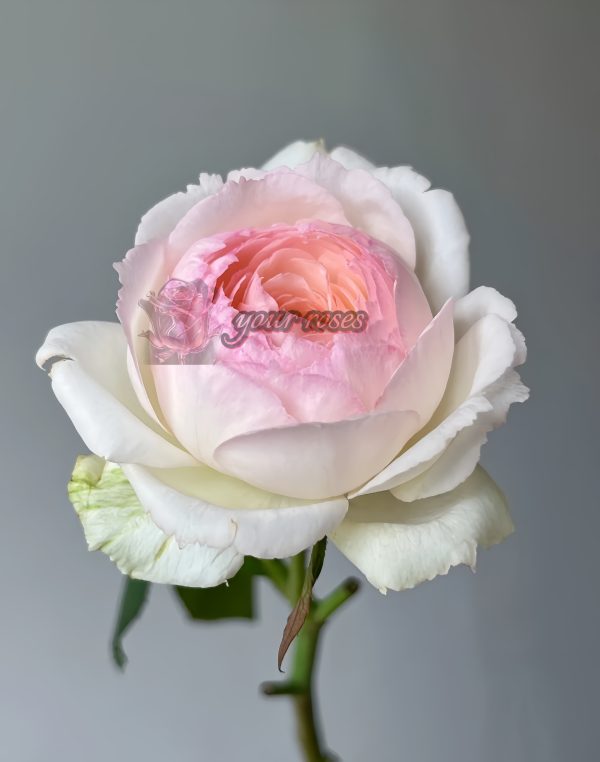 Stephanie Baronlin Rose丨Your roses