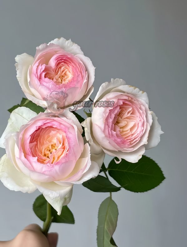Stephanie Baronlin Rose plant丨Your roses