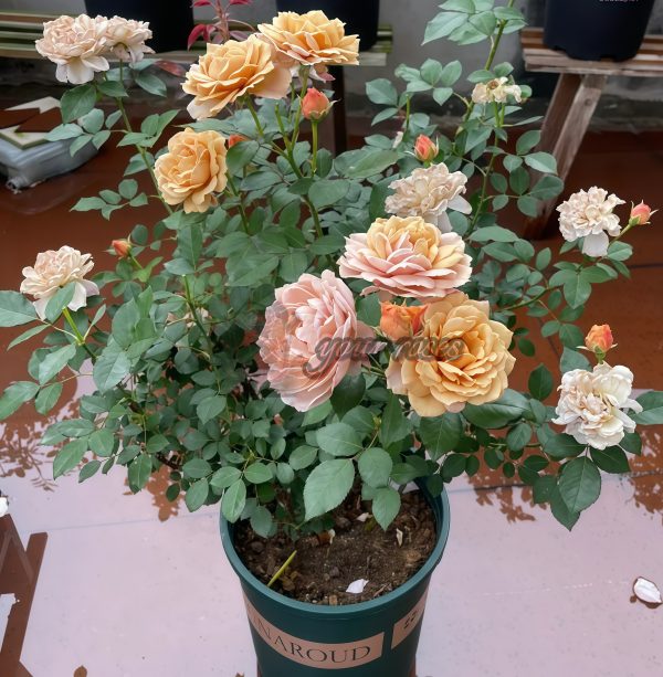 Suo Qingqiu Rose for sale丨Your roses