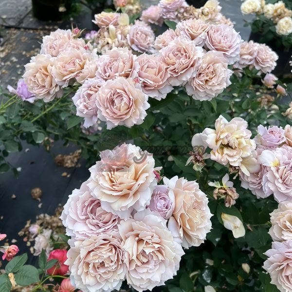 Suo Qingqiu Rose丨Your roses