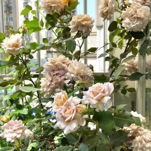 Suo Qingqiu Rose plant丨Your roses