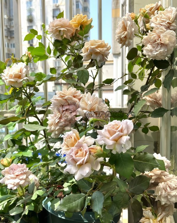Suo Qingqiu Rose plant丨Your roses