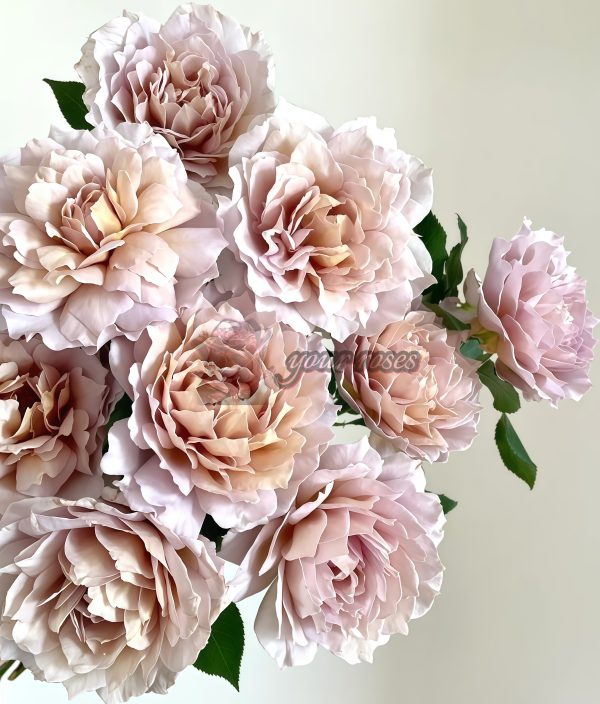 Suo Qingqiu Rose丨Your roses
