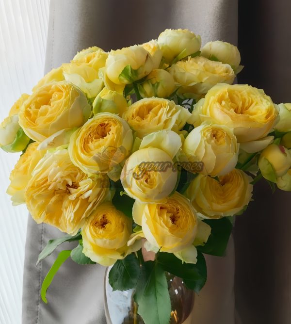 Sweet Catalina Rose plant丨Your roses