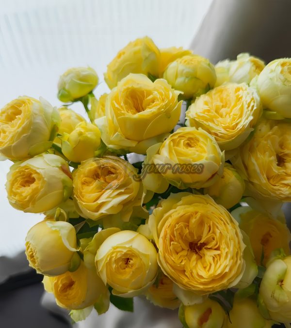 Sweet Catalina Rose for sale丨Your roses