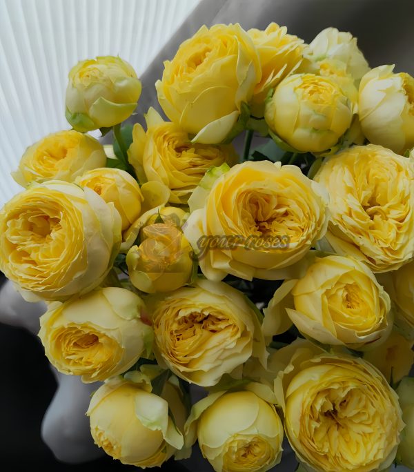 Sweet Catalina Rose丨Your roses